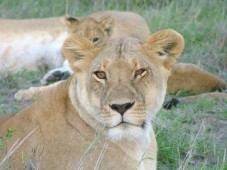 3 Tages Safari in Kenia (Afrika)