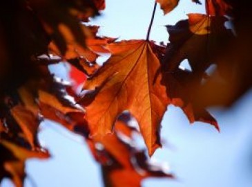 Herbst