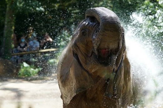 Zoo d'Amnéville - Billet Enfant (3 à 11 ans)