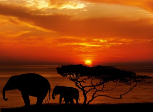 3 Tages Safari in Kenia - Afrika