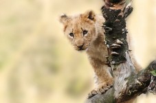 7 Tages Safari in Kenia - Afrika
