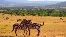 7 Tages Safari in Kenia - Afrika