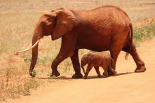 7 Tages Safari in Kenia - Afrika