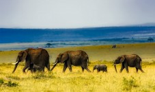 6 Tages Safari in Kenia - Afrika