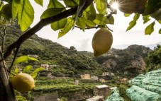 Zitronen-Erlebnis mit Limoncello Verkostung in Amalfi