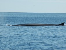 Dolphin and Whale Watching for Two in Ireland