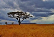 3 Tages Safari in Kenia - Afrika