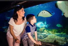 Sea Life London Aquarium: Tickets mit bevorzugtem Eintritt