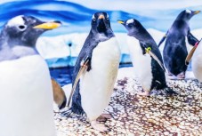 Sea Life London Aquarium: Tickets mit bevorzugtem Eintritt