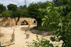 Visite du Bioparc - Billet Enfant - (3-10ans)