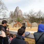 Visite du Parc Zoologique de Paris - (75)