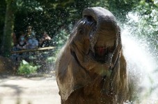 Zoo d'Amnéville - Billet Enfant (3 à 11 ans)