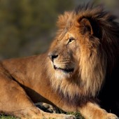 Visite du Parc Zoologique de Paris - (75)