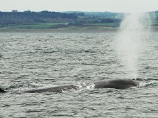 Dolphin and Whale Watching for Two in Ireland