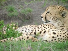 3 Tages Safari in Kenia (Afrika)