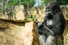 Zoo d'Amnéville - Billet Enfant (3 à 11 ans)