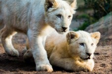 Zoo d'Amnéville - Billet Enfant (3 à 11 ans)