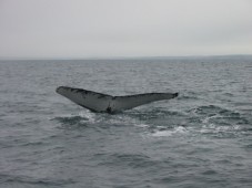 Dolphin and Whale Watching for Two in Ireland