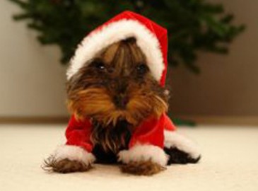 Gutscheine für Weihnachten